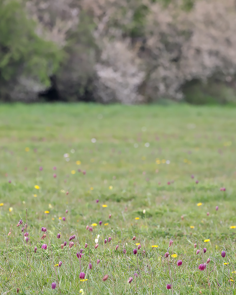Snake's head fritillary